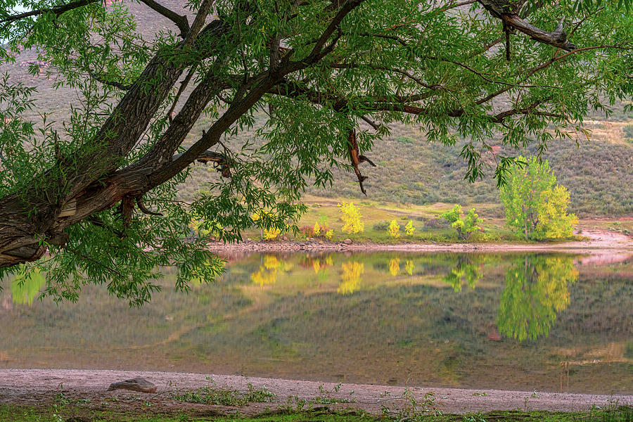 Under The Cottonwood Tree Reflections Photograph