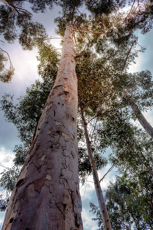 Under the Eucalyptus Trees Photograph by Alison Frank