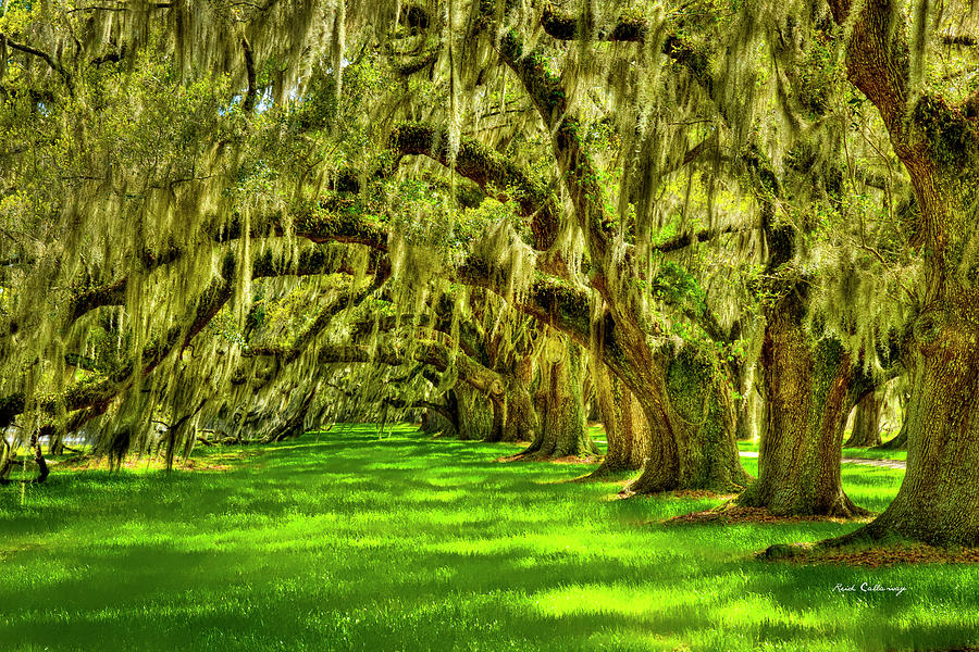 Sunlight And Spanish Moss Tomotley Plantation Live Oaks South Carolina Lowcounty Landscape Art Photograph by Reid Callaway