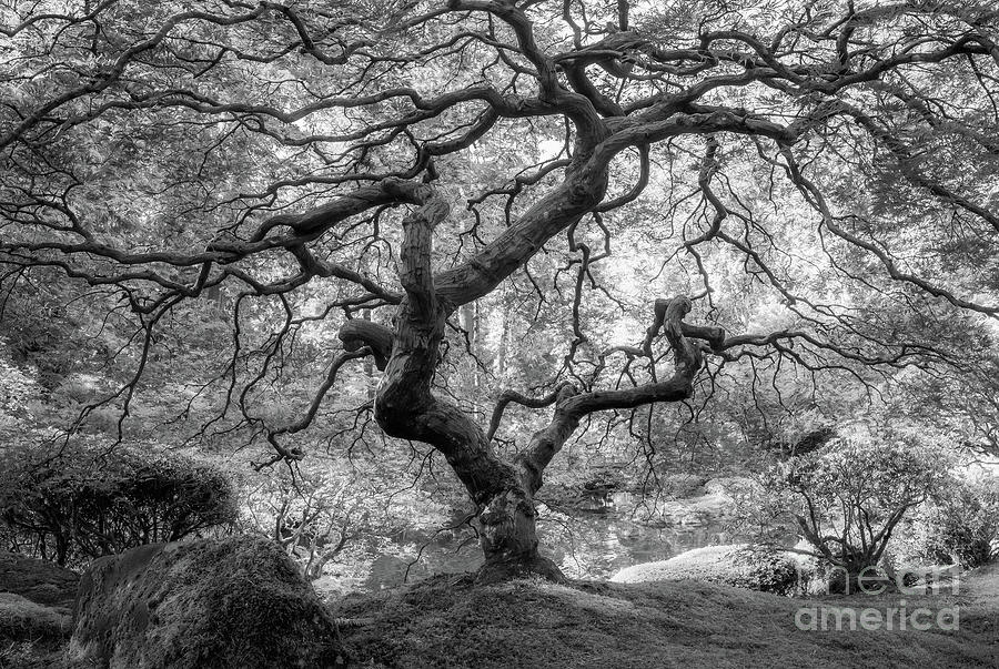Under The Japanese Maple Tree BW Photograph by Michael Ver Sprill