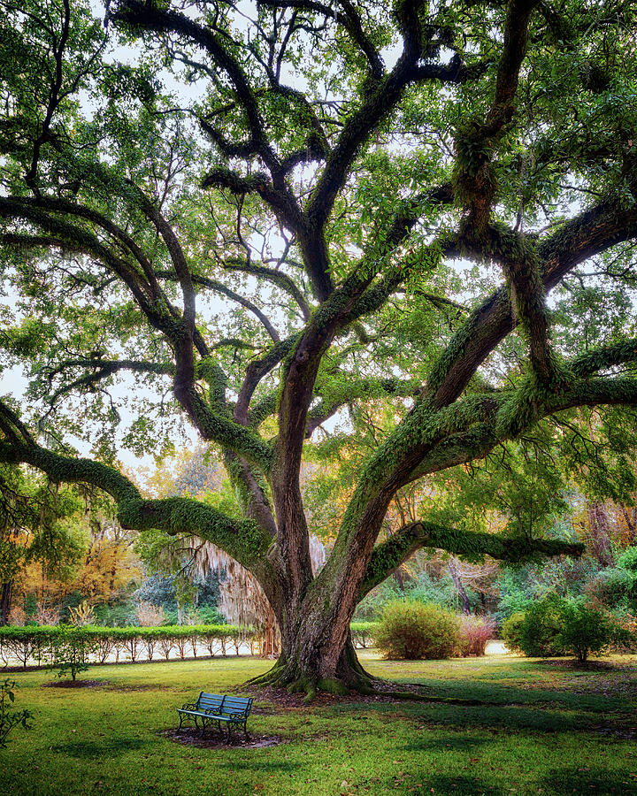 Under the Live Oak Tree Photograph by Susan Rissi Tregoning