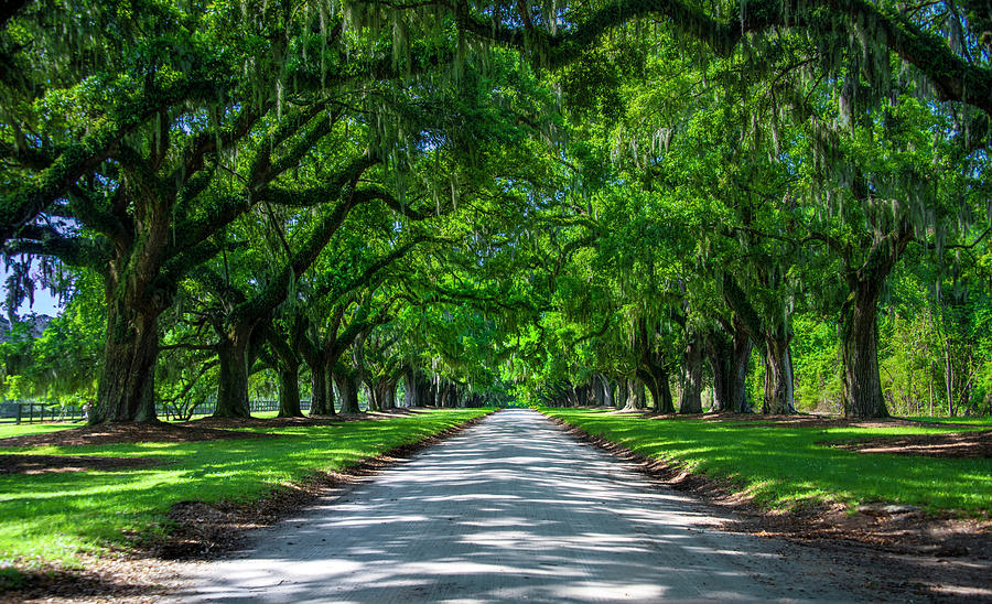 Under The Magnolia's - Magnolia Plantation Photograph By Bill Cannon 