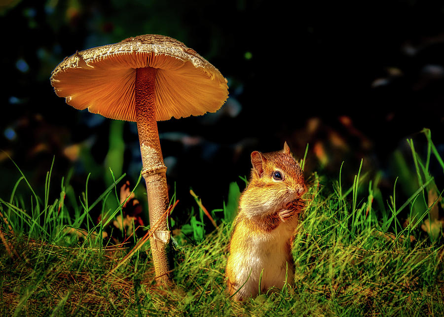 Under The Mushroom Photograph by Bob Orsillo