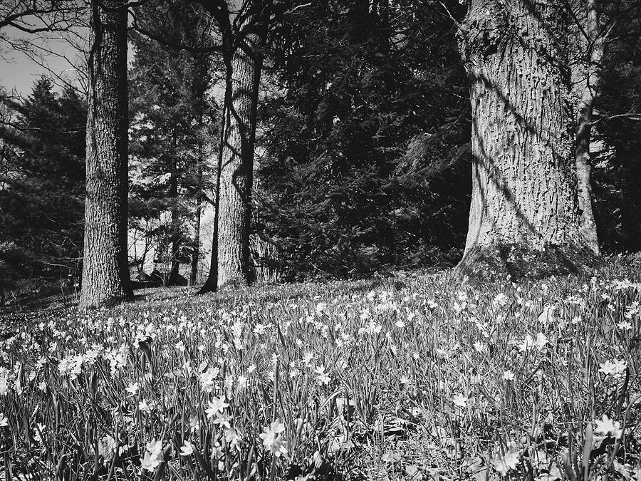 Under the naked oaks bw Photograph by Jouko Lehto