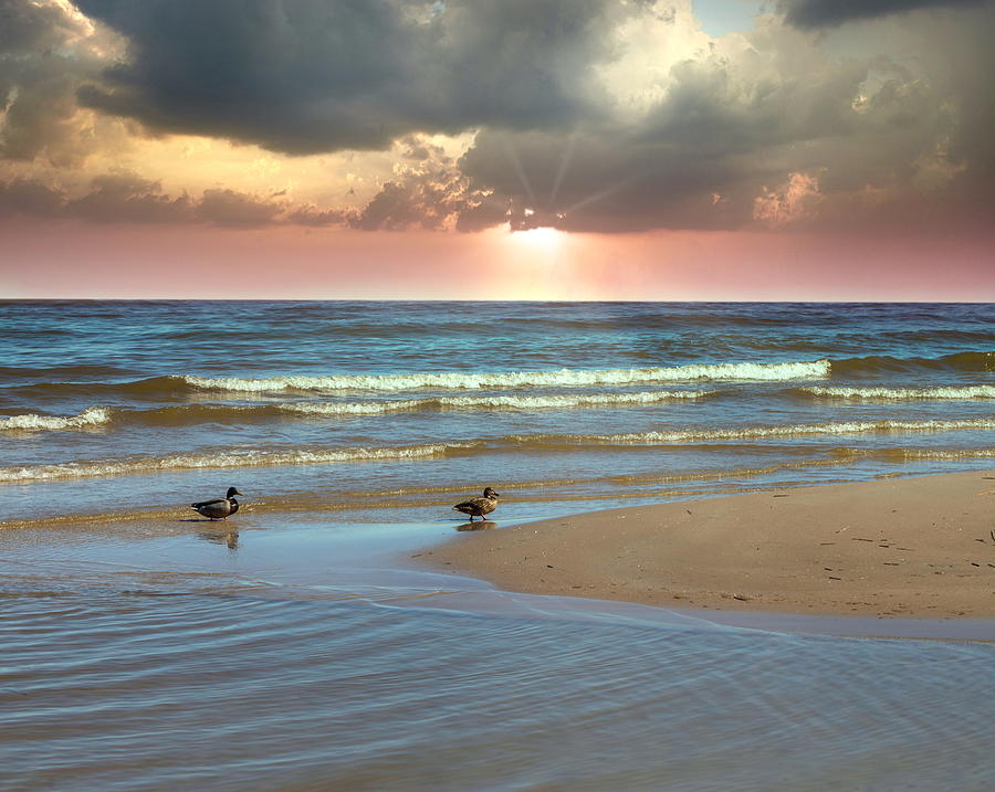Ducks Under The Pink Rays Of Sun Latvia  Photograph by Aleksandrs Drozdovs