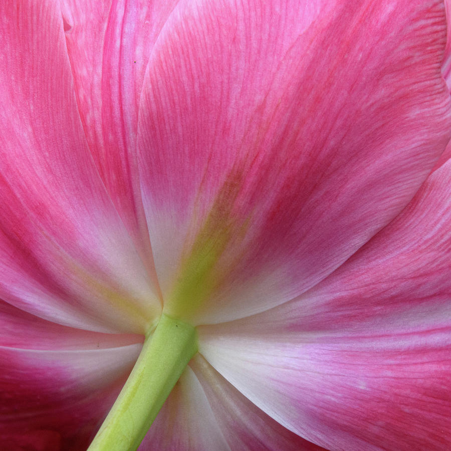 Under the Pink Tulip Photograph by Karen Smale