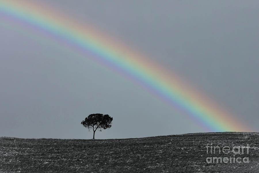 Lone tree under the rainbow, Tuscany Photograph by Delphimages Photo Creations
