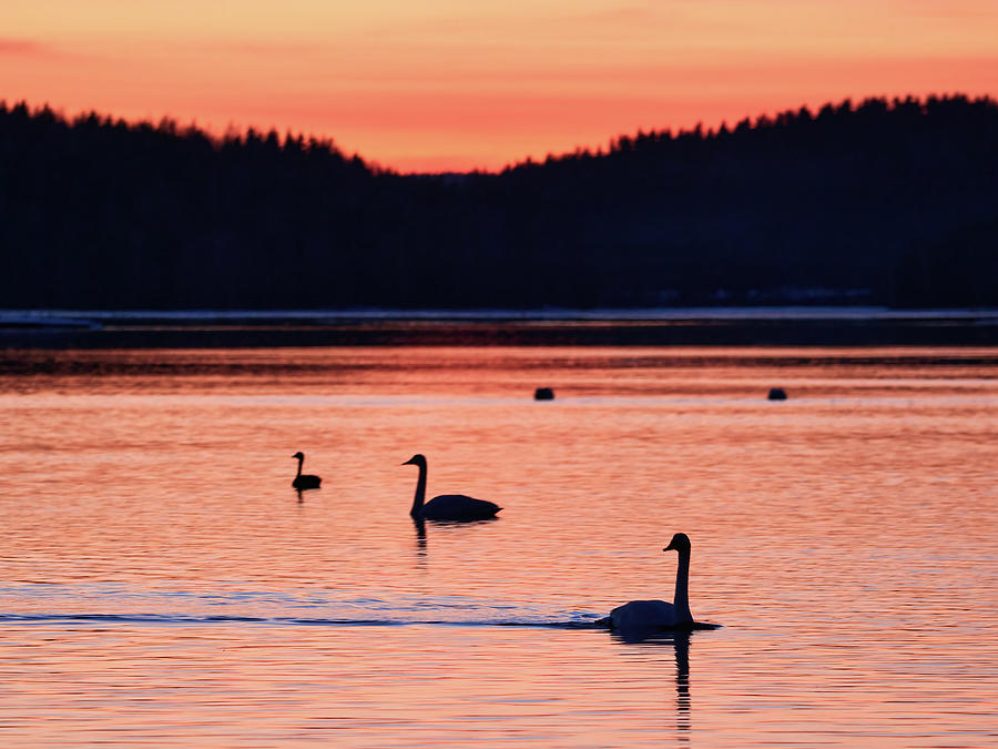 Under the red sky. Whooper Swan Photograph by Jouko Lehto