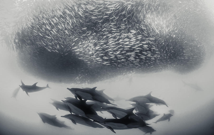 Under The Sardines Photograph by By Wildestanimal