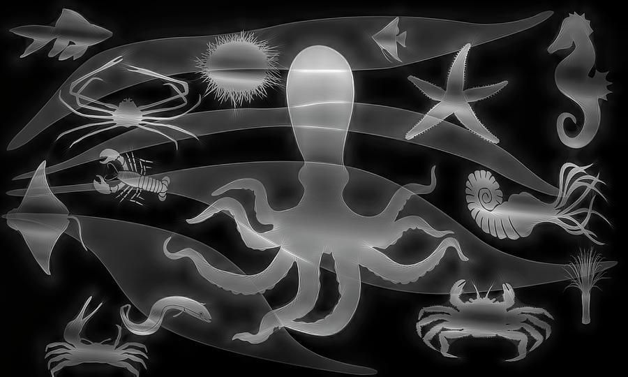 Under the Sea Artwork in Black and White Digital Art by Debra and Dave Vanderlaan