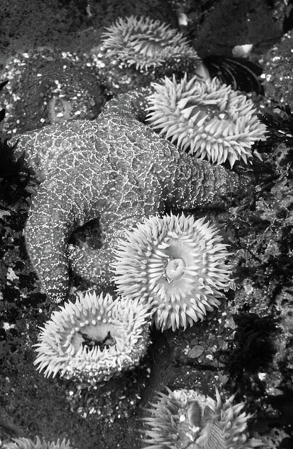 Under the Sea Black and White Photograph by Sierra Vance - Fine Art America