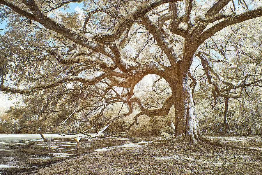 Oak Photograph - Under The Shade of an Old Oak Tree by Jim Cook