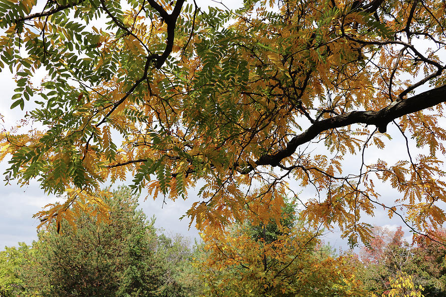 Under The Sunburst Honey Locust Tree Photograph by Charles Dancik