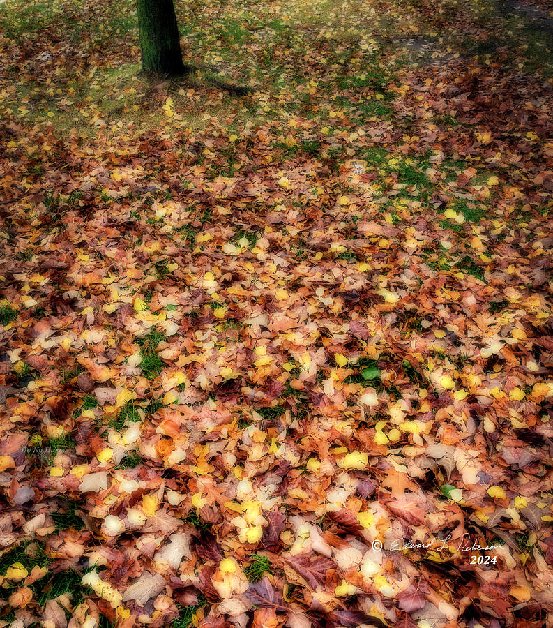 Under The Tree Canopy Photograph by Ed Peterson Under The Tree Canopy Photograph by Ed Peterson