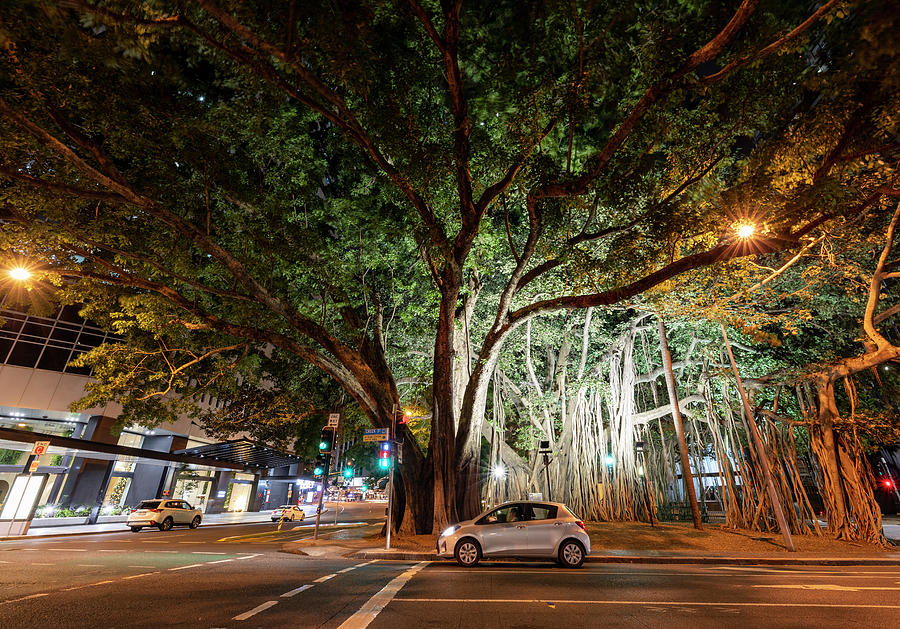 Under the urban tree Photograph by Nathan Rupert