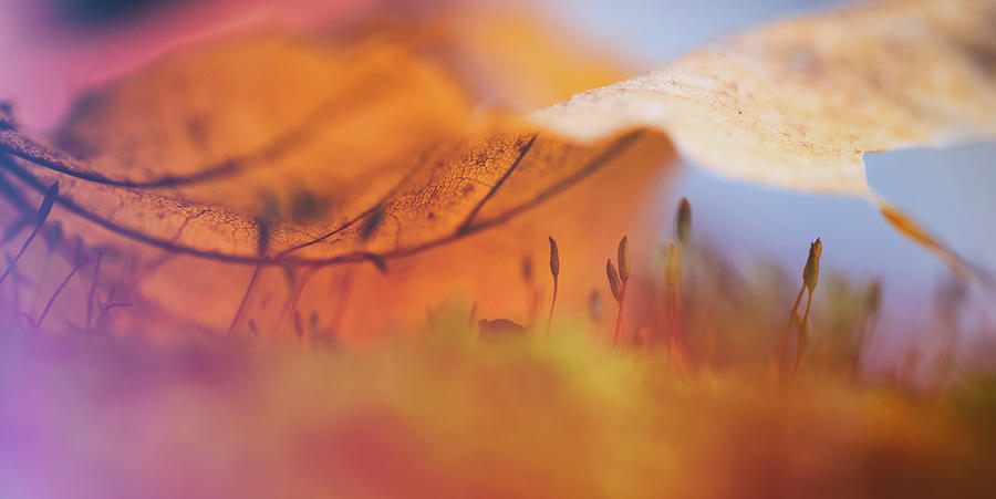 Under The Veil Of Autumn Photograph