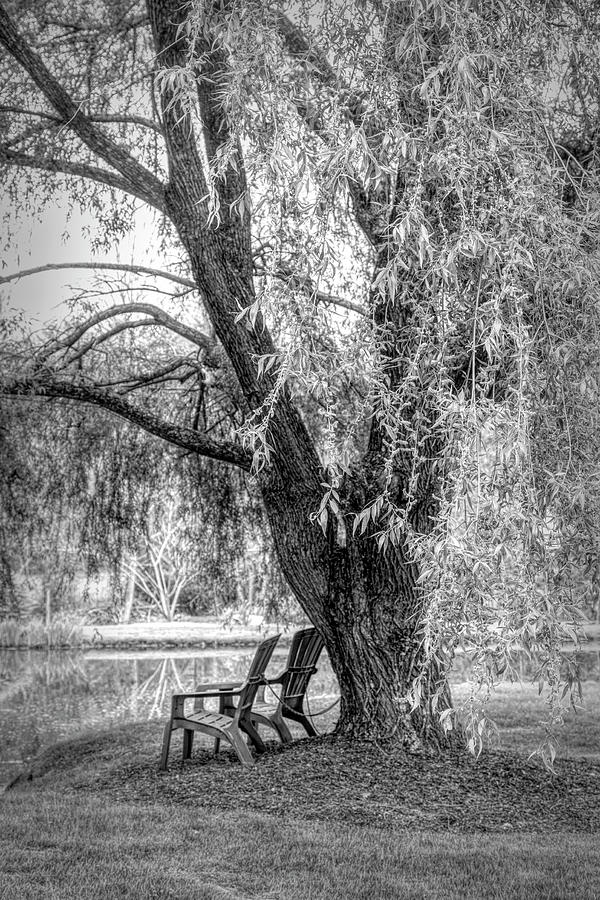 Under the Weeping Willow  Black and White Photograph by Debra and Dave Vanderlaan