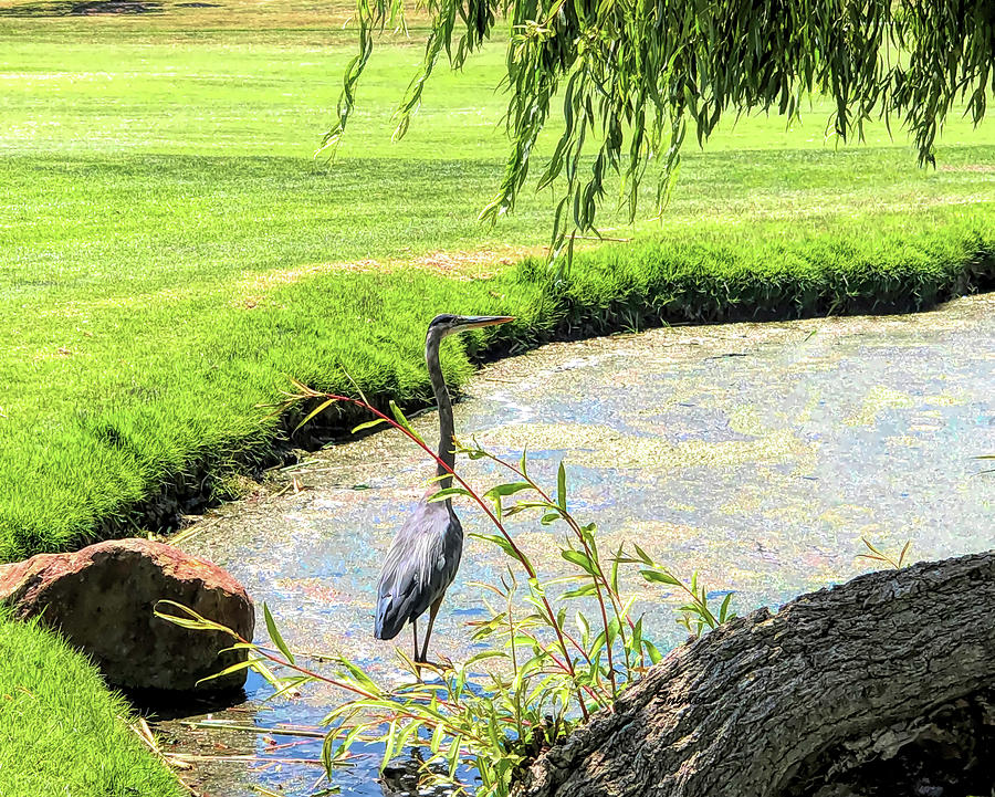 Under the Weeping Willow Tree Grey Heron Photograph by Barbara Snyder