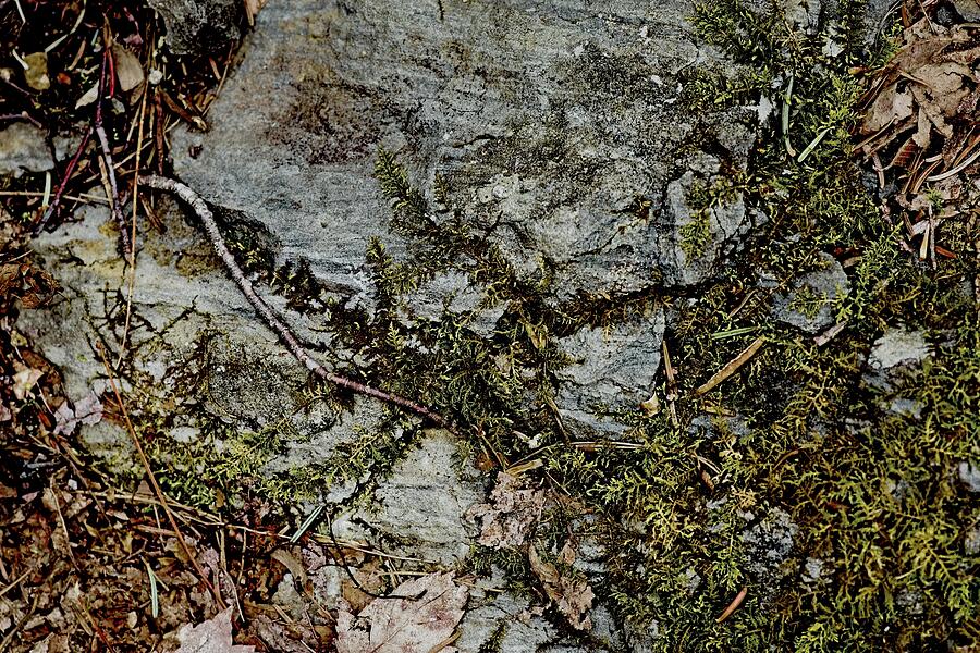 Underfoot On A Trail Mixed Media by Sue Capuano