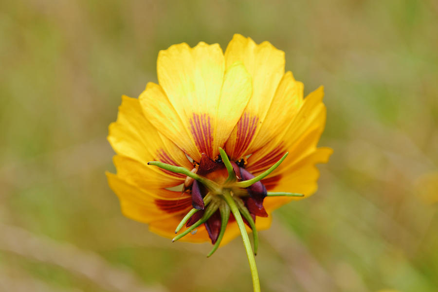 Underneath A Coreopsis Wild Flower Photograph