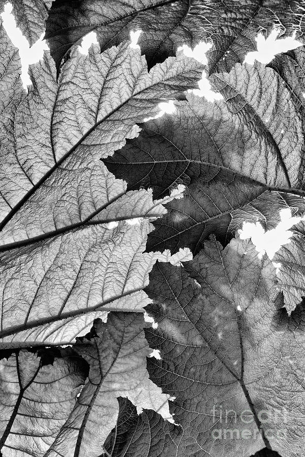 Underneath Gunnera Foliage Black and White Photograph by Tim Gainey