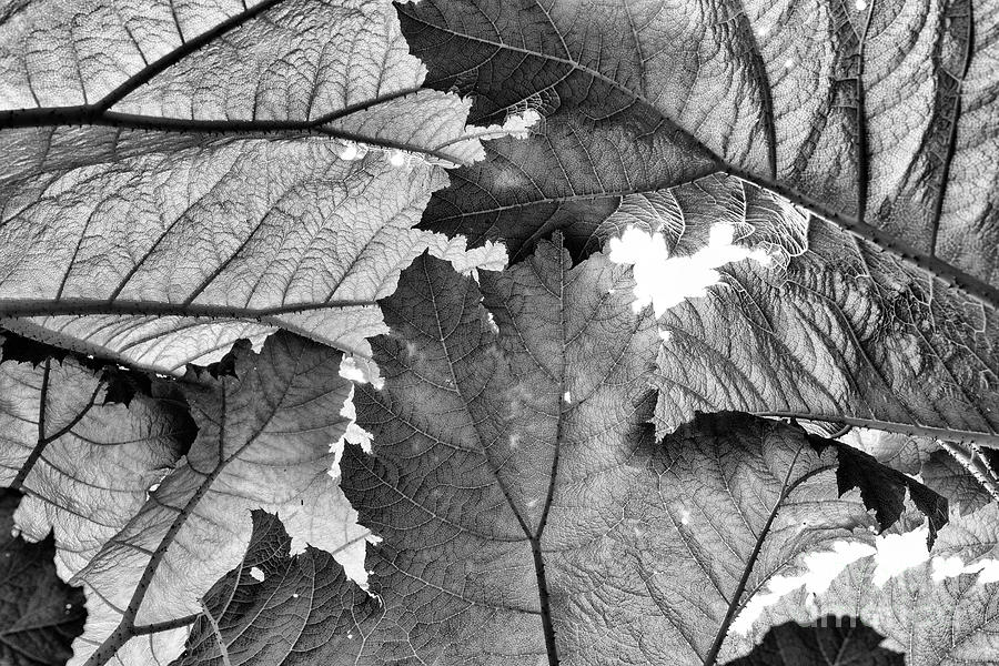 Underneath Gunnera Foliage Monochrome Photograph by Tim Gainey
