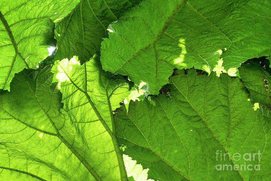 Underneath Gunnera Foliage Photograph by Tim Gainey