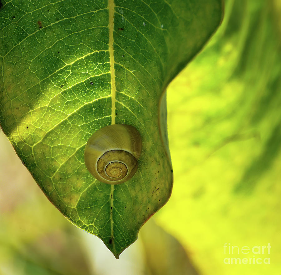 Underneath the Leaf Photograph by Kerri Farley