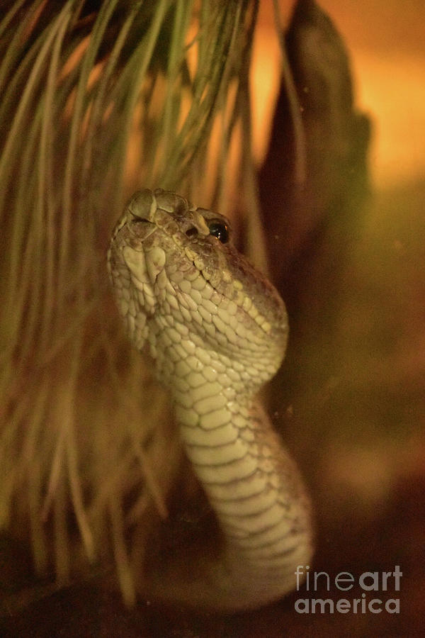 An image of a snake taken at macro scale