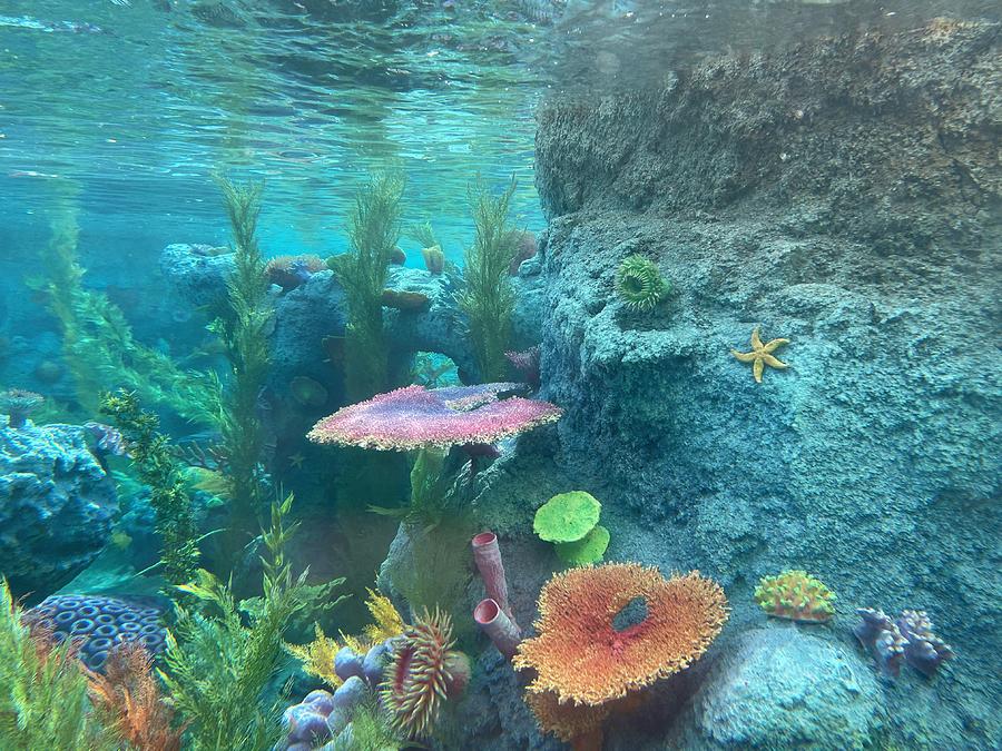 Underwater at Disneyland  Photograph by Beverly Read
