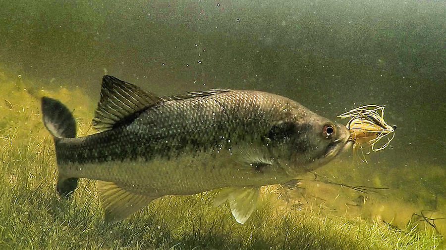 Underwater Bass Strike Photograph by Dennis Treasurer - Pixels