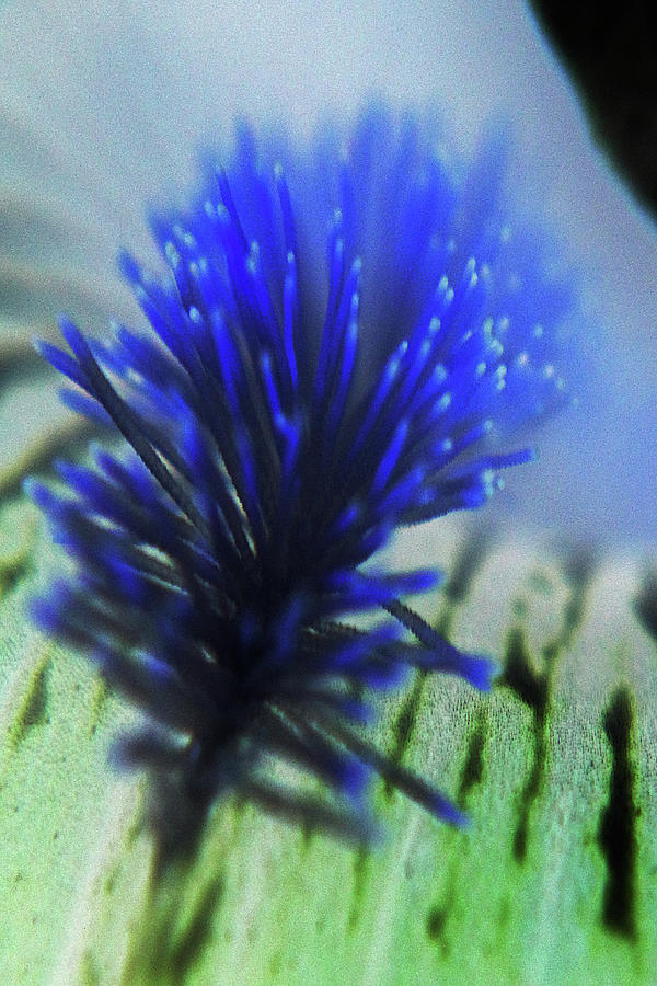 Abstract Photograph - Underwater Blue by Holly Morris Abstract Photograph - Underwater Blue by Holly Morris