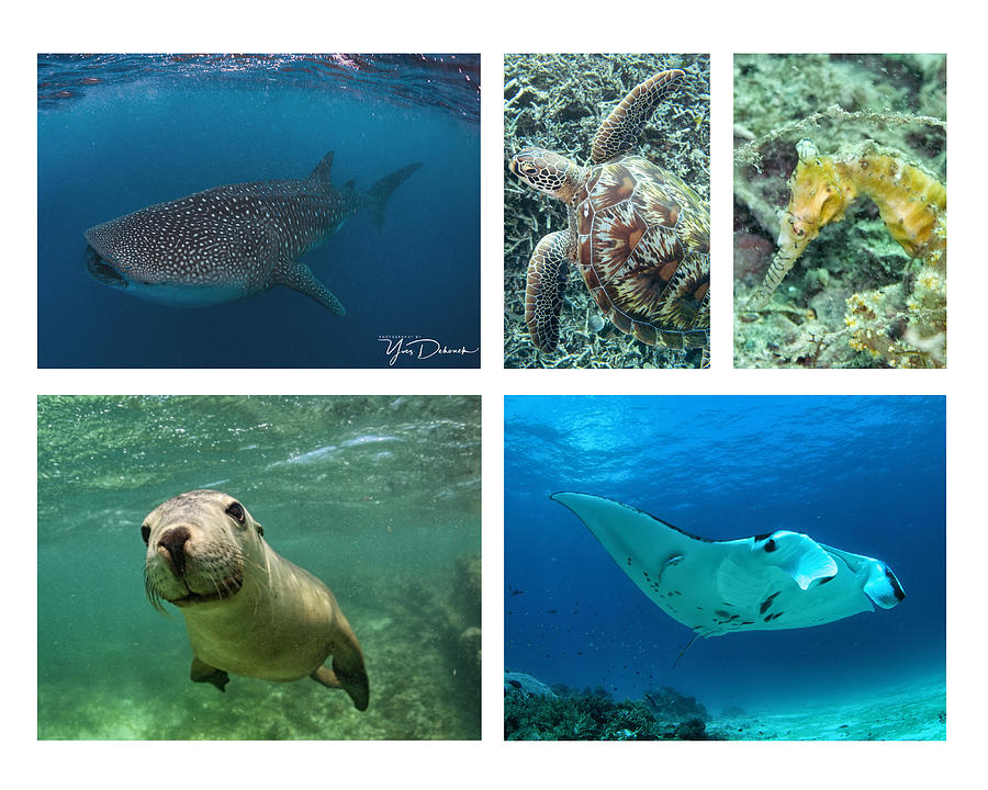 Underwater Collage 3 Photograph by Yves Dehouck - Fine Art America