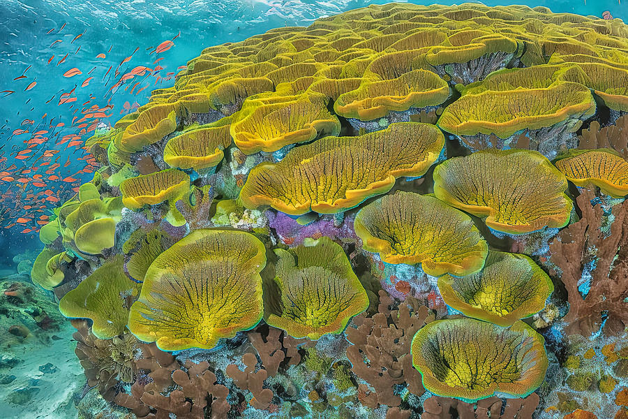 Underwater Coral Formation Digital Art by Bill Barber