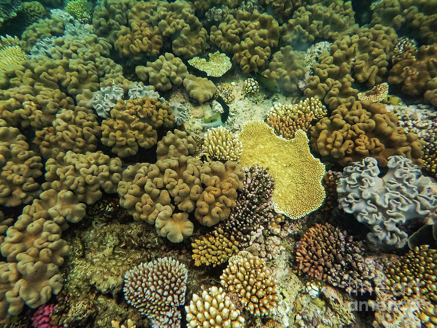 Underwater Coral Reef Photograph by Bob Phillips