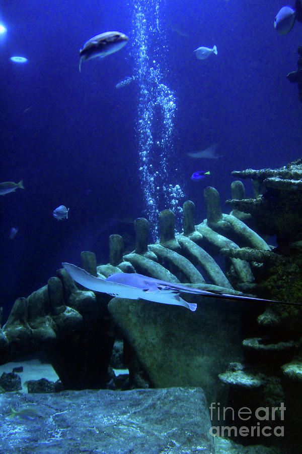 Nature Photograph - Underwater Environment - Study II by Doc Braham