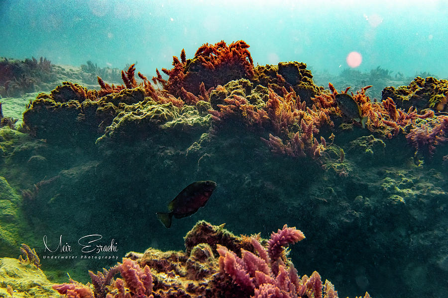 Underwater Garden Photograph by Meir Ezrachi