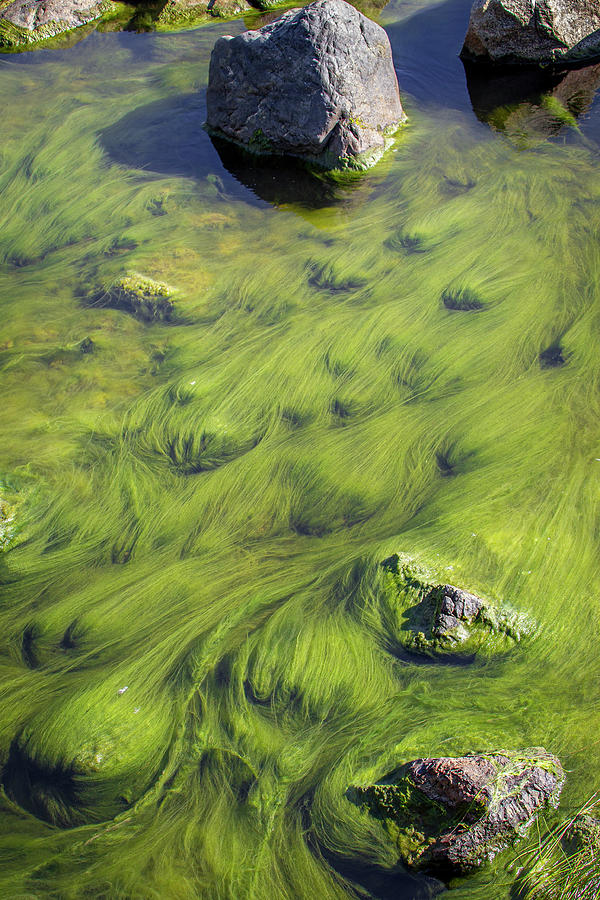 Underwater Grass Photograph by Canadart -