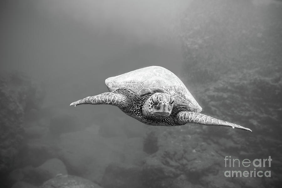 Underwater Green Sea Turtle in Black and White Photograph by Paul Topp