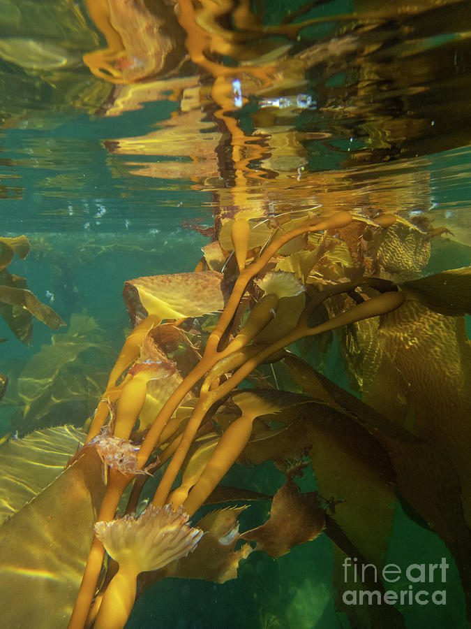 Underwater in the Giant Kelp Forest Photograph by Nancy Gleason
