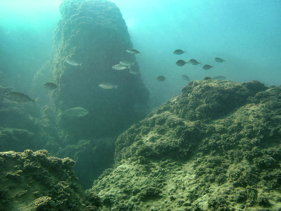 Underwater Landscape Photograph