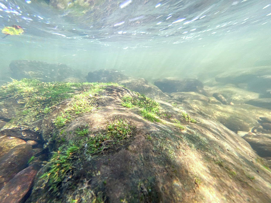 Underwater Landscape with Algae - Delaware River  Photograph by Amelia Pearn
