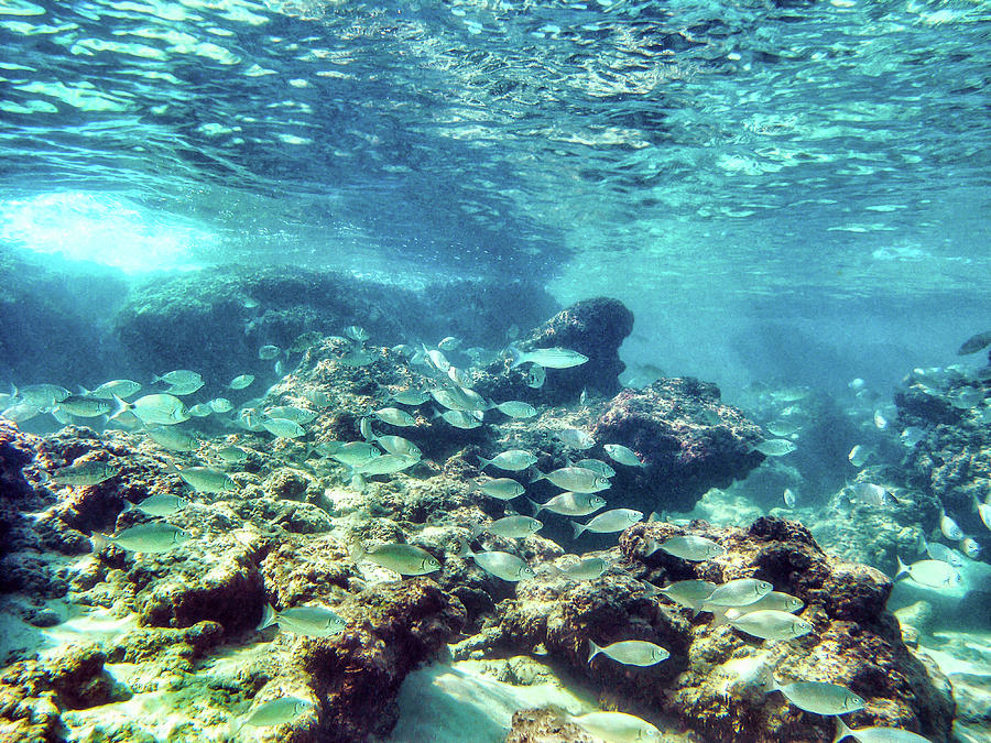 Underwater Oct. 2019 Photograph by Meir Ezrachi