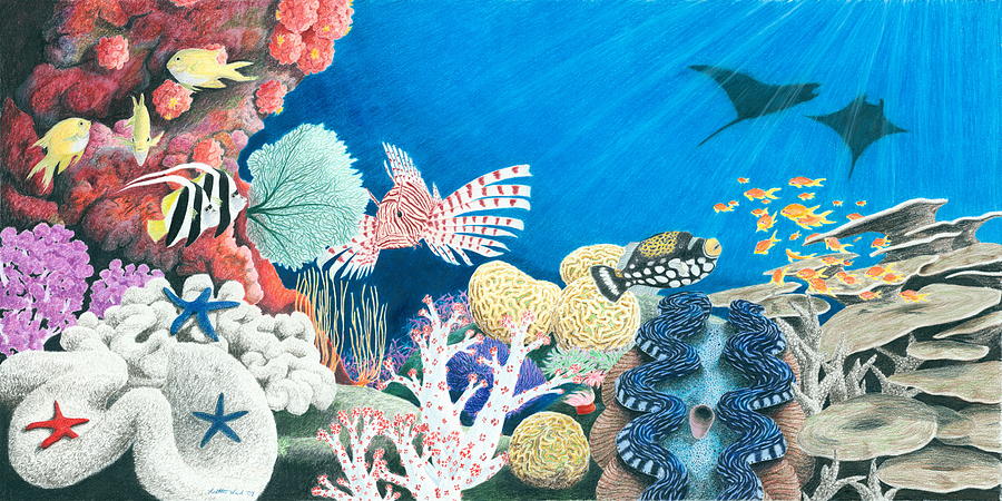 ocean underwater coral reef drawing