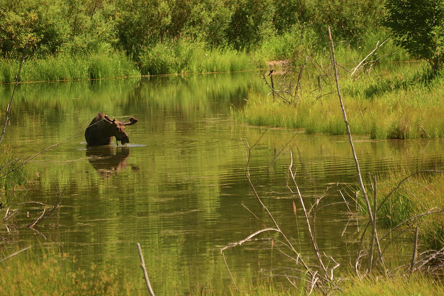 Moose Photograph - Underwater Salad by YHWHY Vance Moose Photograph - Underwater Salad by YHWHY Vance