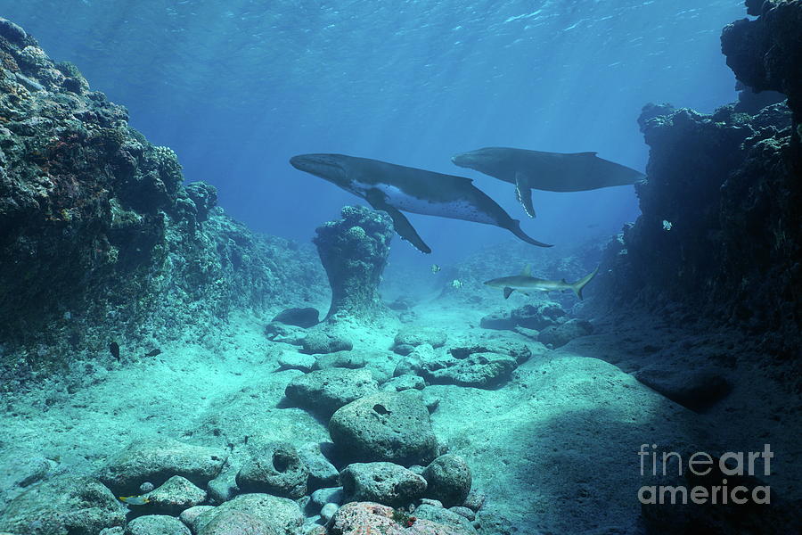 Underwater seascape whales Pacific ocean Photograph by Dam | Fine Art