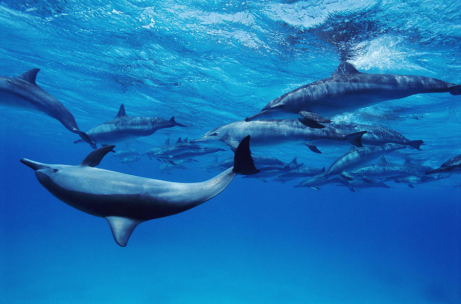 Underwater Shot of a Large Group of Dolphins Photograph by Darryl Leniuk
