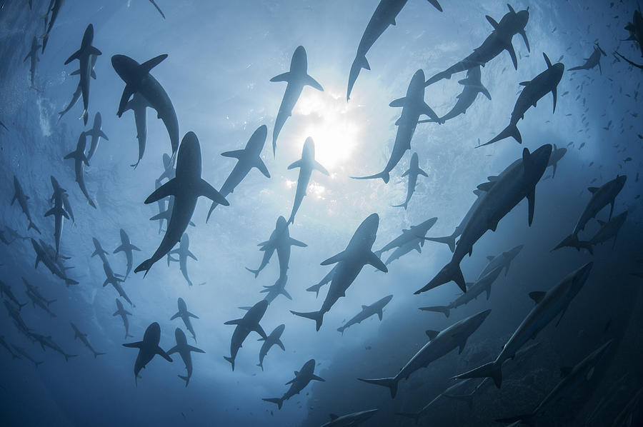Underwater silhouetted view of silky sharks gathering in spring for mating rituals, Roca Partida, Revillagigedo, Mexico Photograph by Rodrigo Friscione