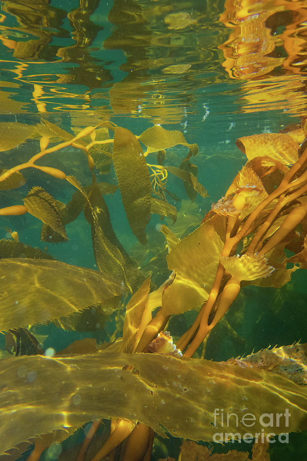Nature Photograph - Underwater View of Giant Kelp by Nancy Gleason