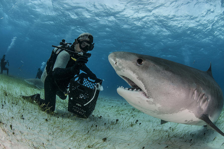 Underwater view of scuba diver on seabed feeding tiger shark, Tiger Beach, Bahamas Photograph by Rodrigo Friscione